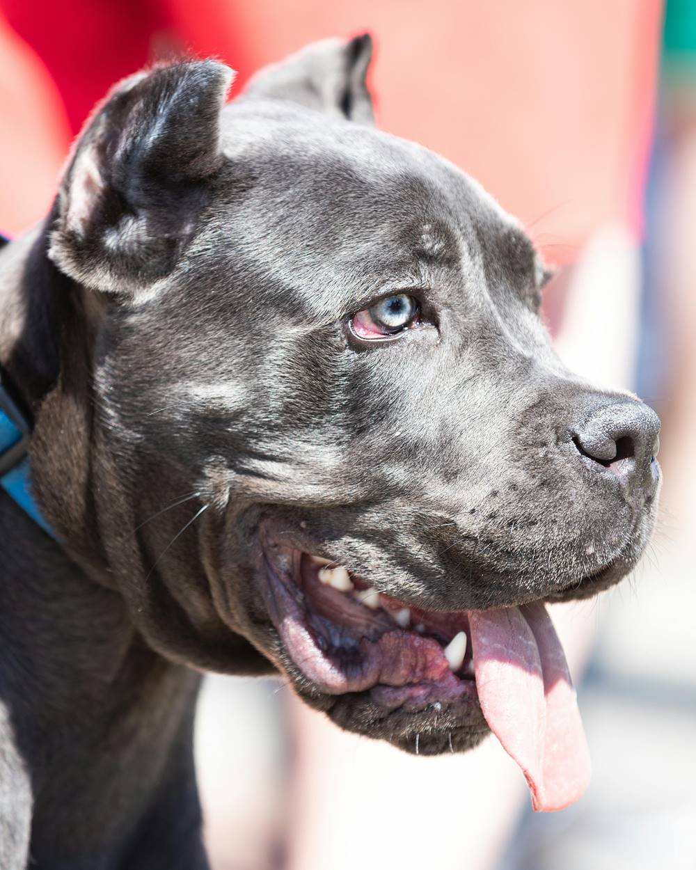 Cane corso blue pysk.